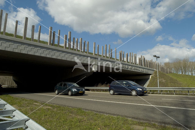 Wildlife crossing Het Groene Woud