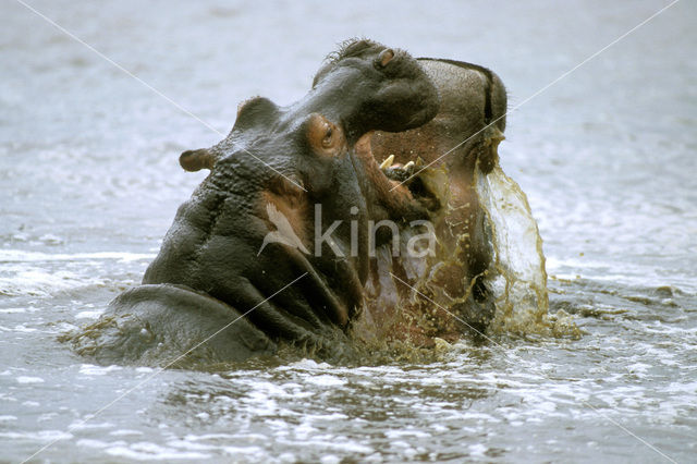 Nijlpaard (Hippopotamus amphibius)