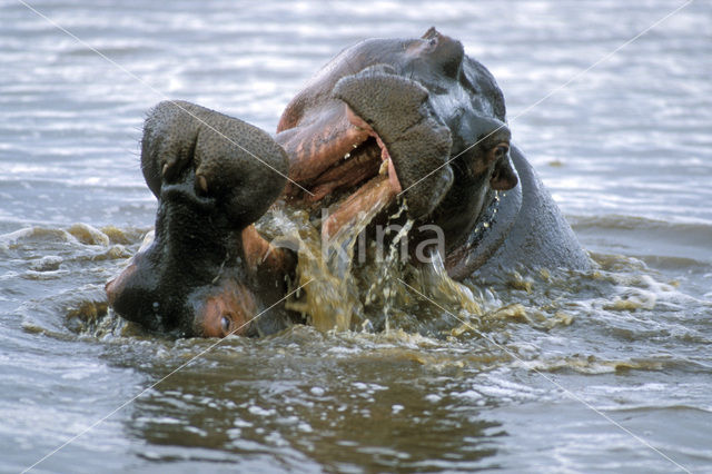 Nijlpaard (Hippopotamus amphibius)