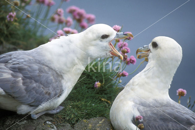 Noordse Stormvogel (Fulmarus glacialis)