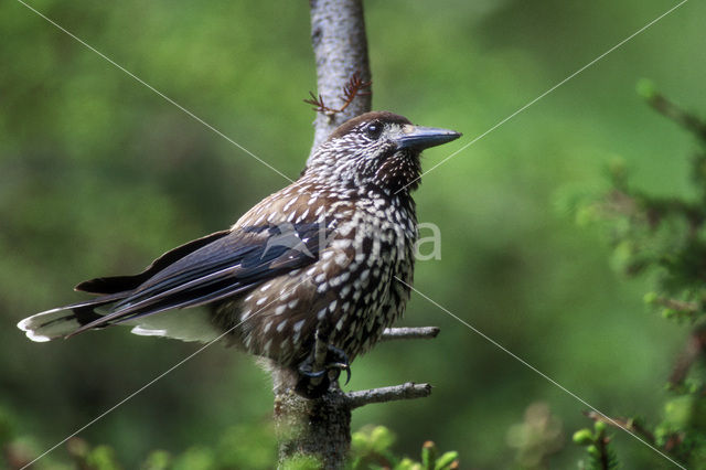 Eurasian Nutcracker (Nucifraga caryocatactes)