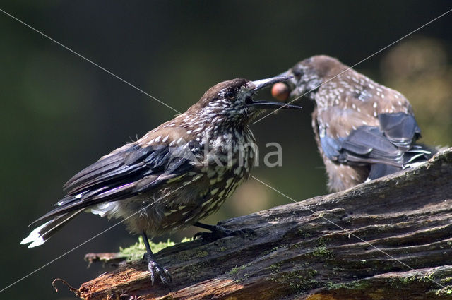 Eurasian Nutcracker (Nucifraga caryocatactes)