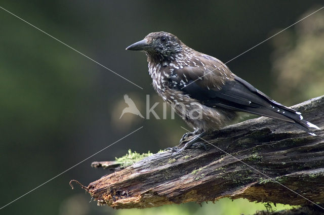 Eurasian Nutcracker (Nucifraga caryocatactes)