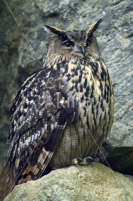 Eurasian Eagle-Owl (Bubo bubo)