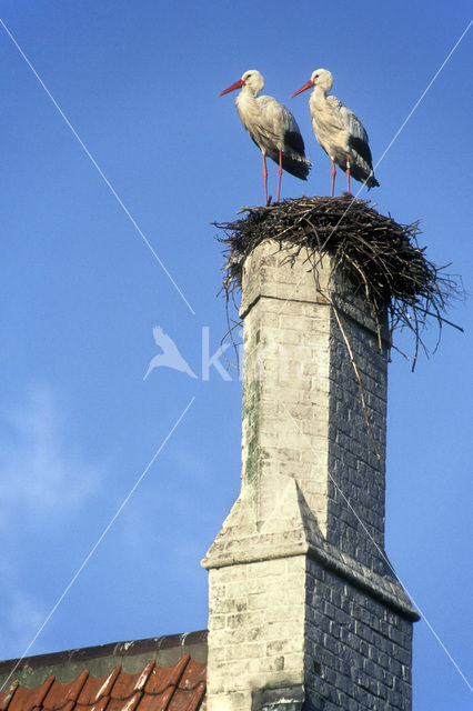 White Stork (Ciconia ciconia)