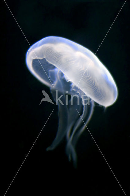 moon jelly