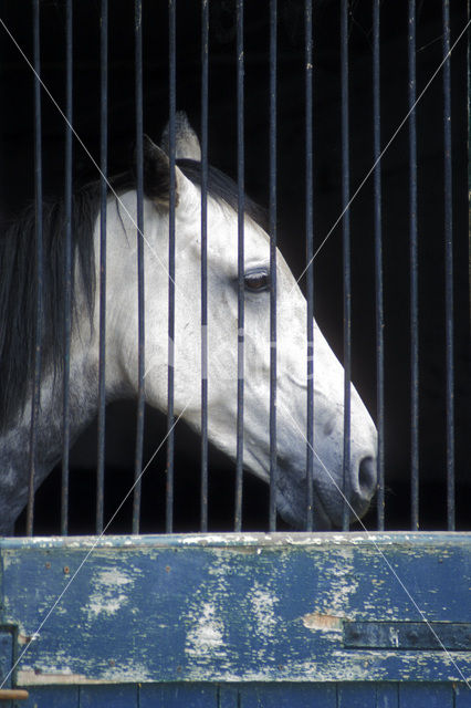 Paard (Equus spp)