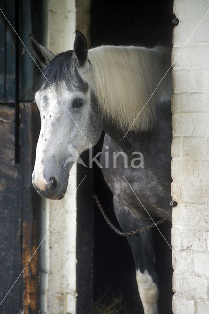 Paard (Equus spp)