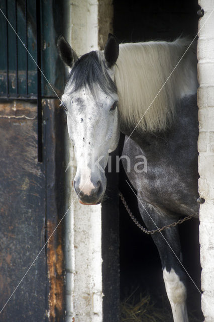 Horse (Equus spp)