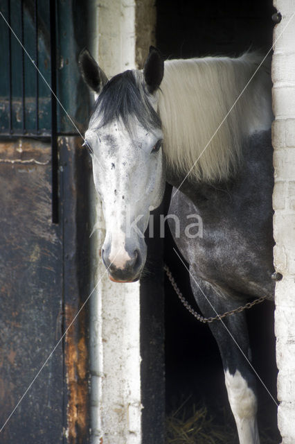 Paard (Equus spp)