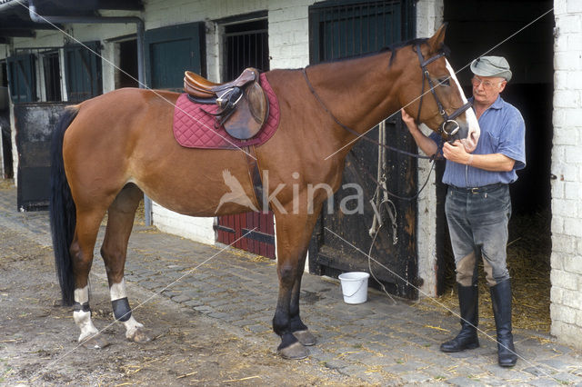 Paard (Equus spp)