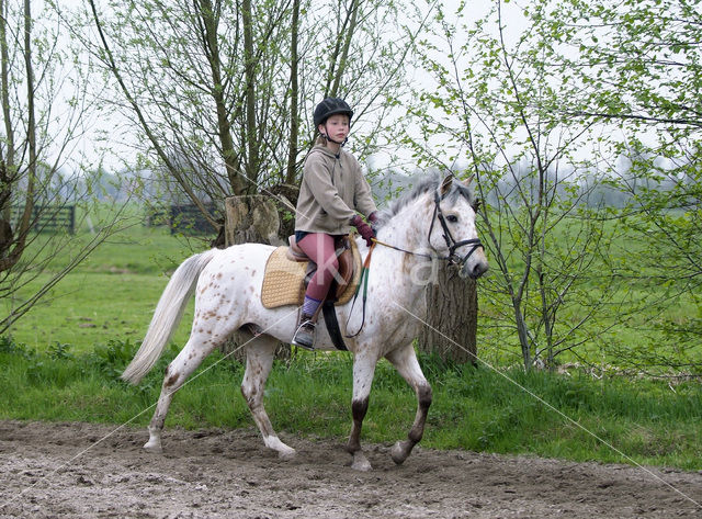 Paard (Equus spp)