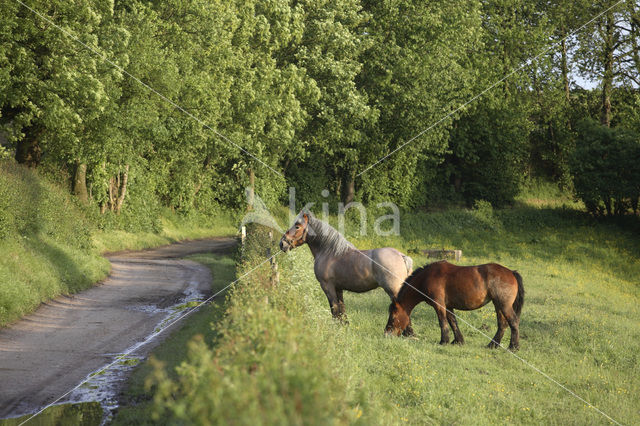 Paard (Equus spp)