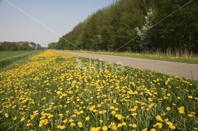 Dandelion (Taraxacum spec.)