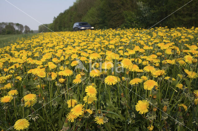 Dandelion (Taraxacum spec.)