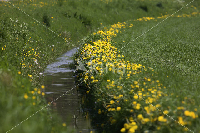 Paardenbloem (Taraxacum spec.)