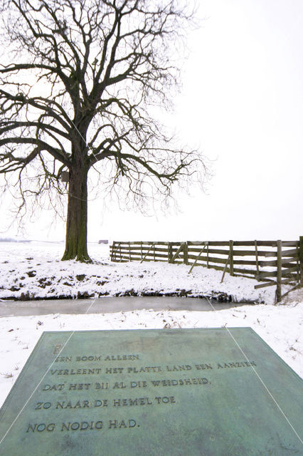 Paardenkastanje (Aesculus hippocastanum)