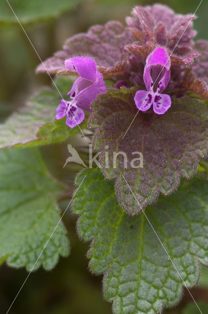 purple Dead-nettle (Lamium purpureum)