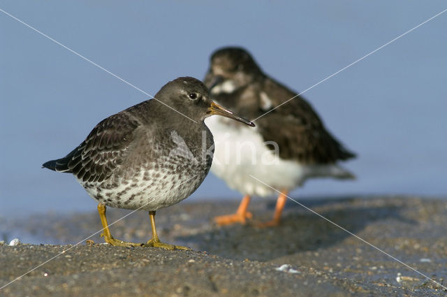 Purple Sandpiper (Calidris maritima)