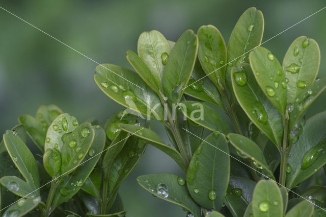 Palmboompje (Buxus sempervirens)