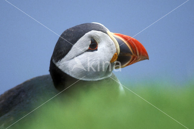 Atlantic Puffin (Fratercula arctica)