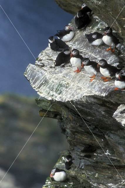 Papegaaiduiker (Fratercula arctica)