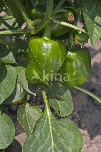 Paprika (Capsicum annuum)