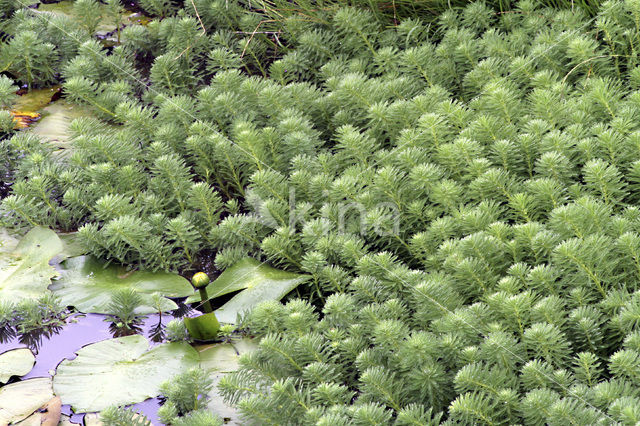 Parelvederkruid (Myriophyllum aquaticum)