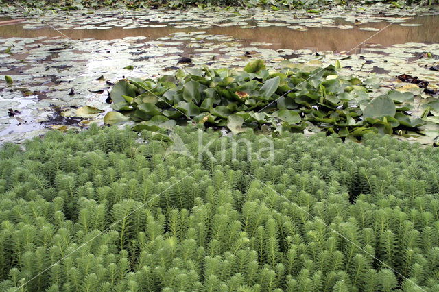 Parelvederkruid (Myriophyllum aquaticum)