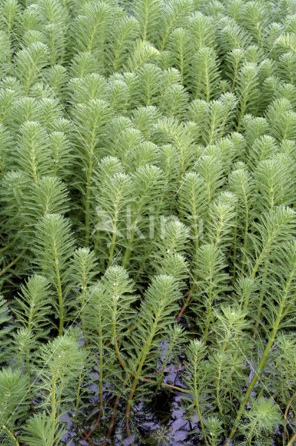 Parelvederkruid (Myriophyllum aquaticum)