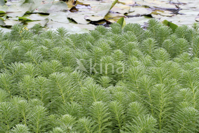 Parelvederkruid (Myriophyllum aquaticum)