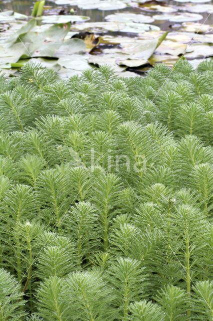 Parelvederkruid (Myriophyllum aquaticum)