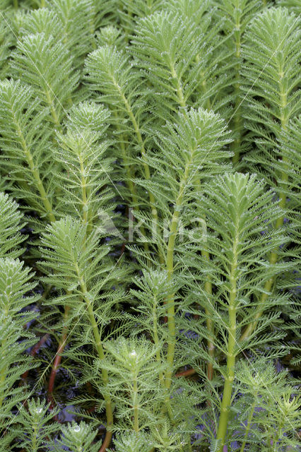 Parelvederkruid (Myriophyllum aquaticum)