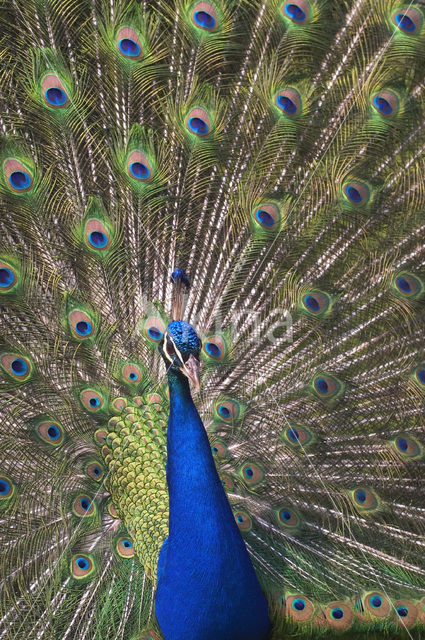 Pauw (Pavo cristatus)