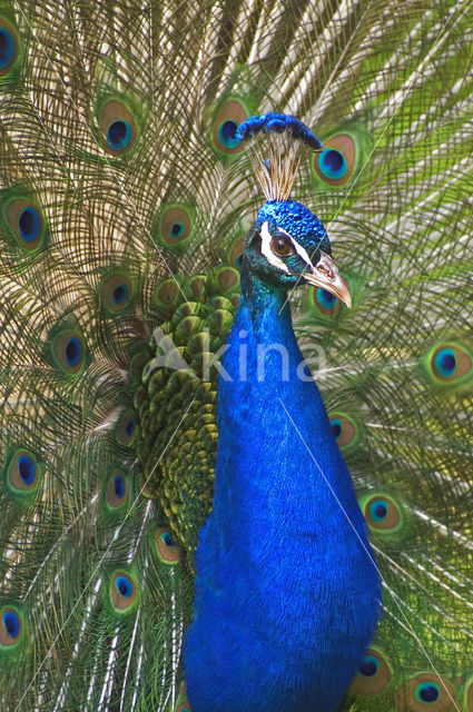 Pauw (Pavo cristatus)