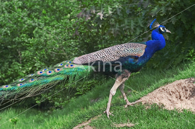 Pauw (Pavo cristatus)