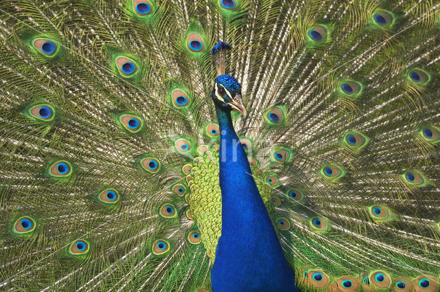 Pauw (Pavo cristatus)