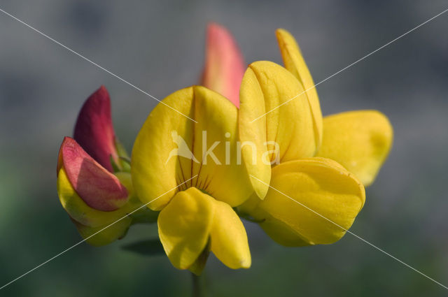 Winged Broom (Genista sagittalis)