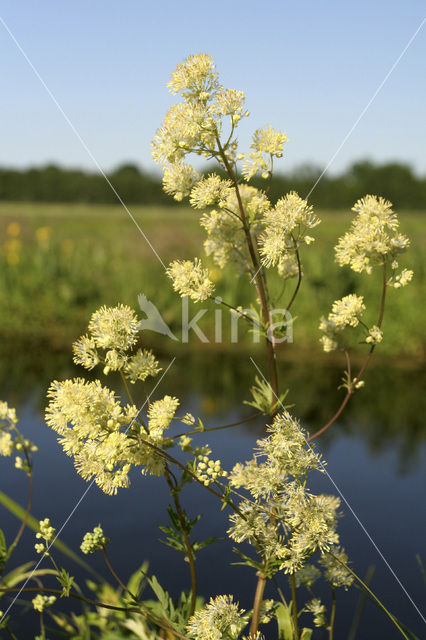 Common Meadow-rue (Thalictrum flavum)