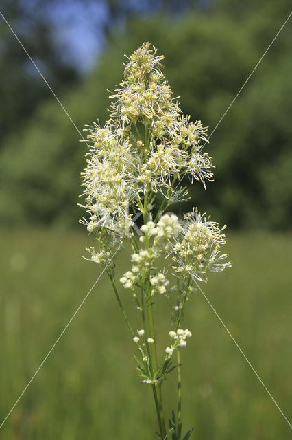 Common Meadow-rue (Thalictrum flavum)