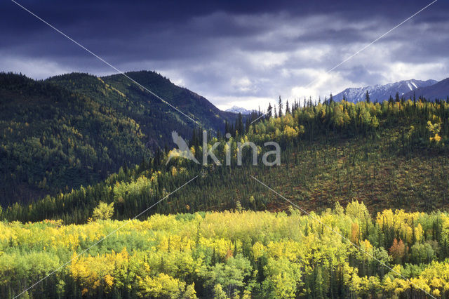 Poplar (Populus spec.)