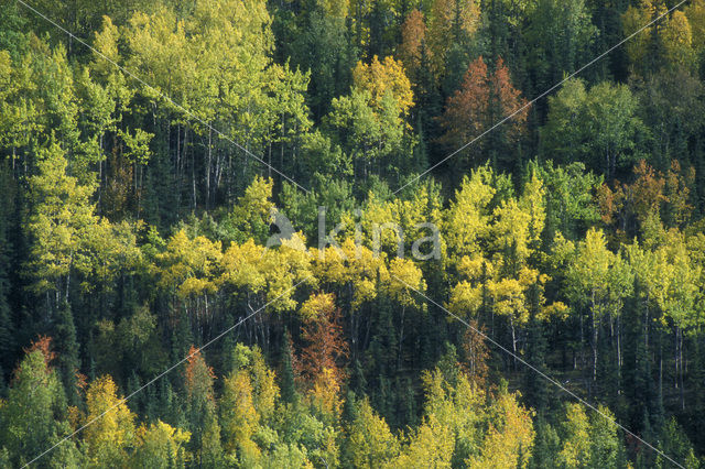 Poplar (Populus spec.)