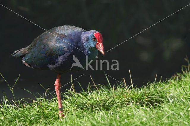 Purperkoet (Porphyrio porphyrio)