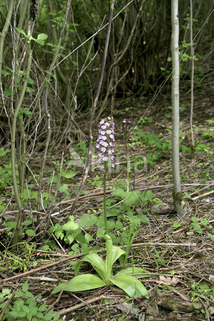 Purperorchis