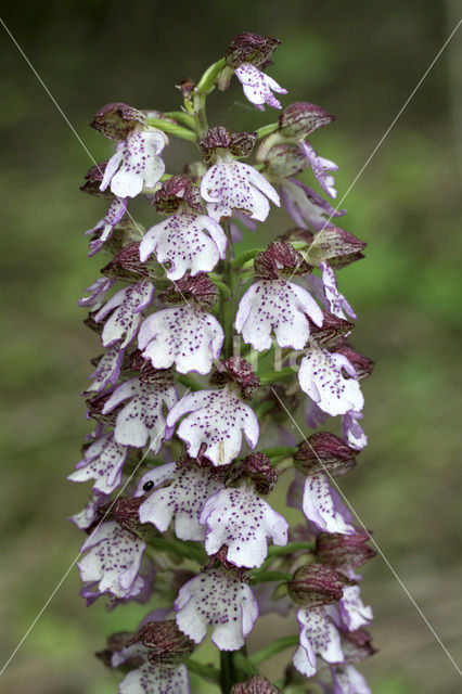 Purperorchis