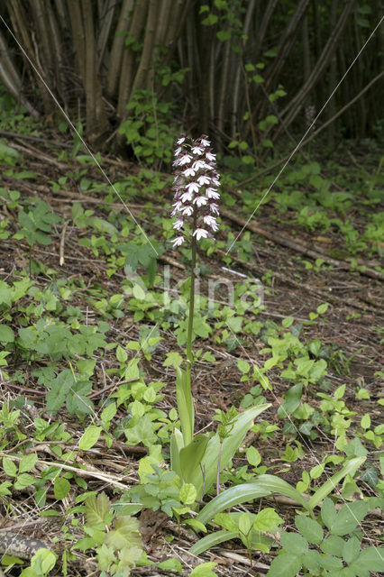 Purperorchis