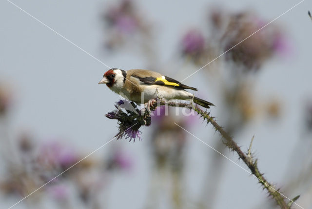 European Goldfinch (Carduelis carduelis)