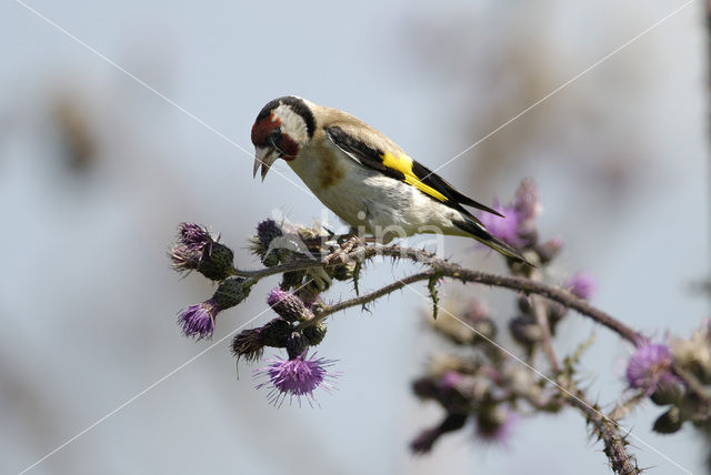 European Goldfinch (Carduelis carduelis)