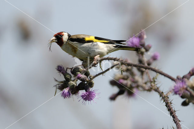 European Goldfinch (Carduelis carduelis)