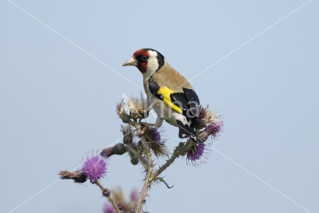 European Goldfinch (Carduelis carduelis)